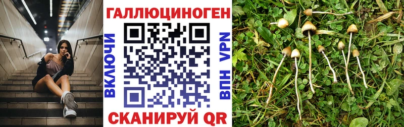 Псилоцибиновые грибы Cubensis  дарк нет клад  Мглин  цена наркотик  блэк спрут рабочий сайт 